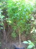 Dscn1757.jpg