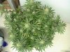 PIC_0437.JPG