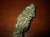 Blueberry (2).jpg