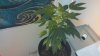 small plant.jpg