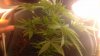 IMAG0088.jpg