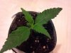 AK49 Auto day10.jpg AK49 Auto day10.jpg
