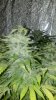 2012-02-19_18-37-15_165.jpg 2012-02-19_18-37-15_165.jpg