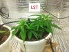 LST1.jpg LST1.jpg
