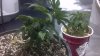 2013-01-04_17-34-40_542.jpg 2013-01-04_17-34-40_542.jpg