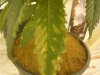 DSCN4487.jpg