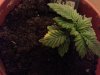 20130105_002737.jpg 20130105_002737.jpg