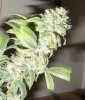 Harvest1.jpg