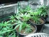 grow journal 029.jpg