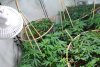 scrog and stakes 2.jpg
