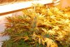 spades 4 weeks purple.jpg