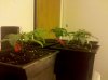 IMG_20130107_152912.jpg