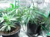 grow journal 050.jpg