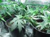grow journal 051.jpg
