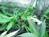 grow journal 053.jpg