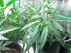 grow journal 054.jpg