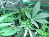 grow journal 055.jpg