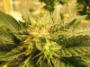 grow journal 056.jpg