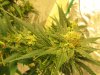 grow journal 057.jpg
