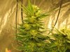 grow journal 060.jpg