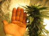 grow journal 061.jpg