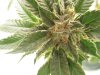 grow journal 064.jpg