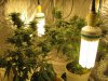 grow journal 067.jpg