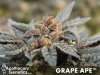 ag_-_grape_ape_-_222-web[1].jpg