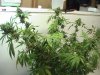 PIC_0454.JPG