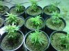 plants.jpg