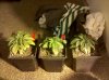 IMG_20130111_082926.jpg