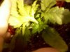 IMG_20130111_082946.jpg