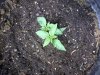 goodplant.jpg goodplant.jpg