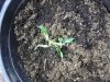 badplant.jpg badplant.jpg
