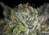 Oregon Bues-macro (1 of 1).jpg Oregon Bues-macro (1 of 1).jpg