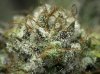 Oregon Bues-macro (1 of 2)-2.jpg Oregon Bues-macro (1 of 2)-2.jpg
