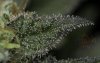 Oregon Bues-macro (2 of 2).jpg Oregon Bues-macro (2 of 2).jpg