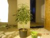 DSCN4608.jpg