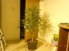 DSCN4553.jpg