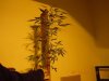 DSCN4547.jpg DSCN4547.jpg