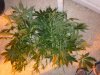 DSCN4612.jpg