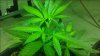 plants1.jpg