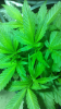 plants2.png