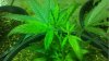plants3.jpg