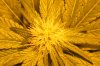 day20flower, trychs.jpg