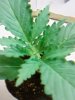 indica close.jpg