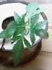 indica LST 2.jpg
