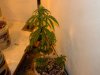 DSCF0057.jpg