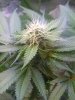 flower day 28 (2).jpg