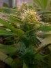 flower day 28 (4).jpg